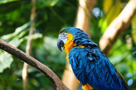 Ara bleu et jaune perché, feuilles vertes luxuriantes derrière lui.