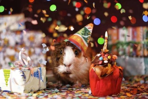 Cochon d'Inde avec chapeau de fête, confettis, cadeau, cupcake avec bougie - ambiance festive d'anniversaire.